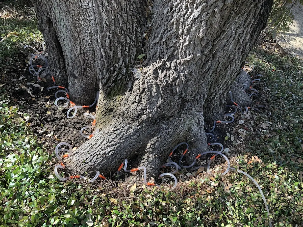 Detailed Tree Cabling and Bracing job site in Louisiana
